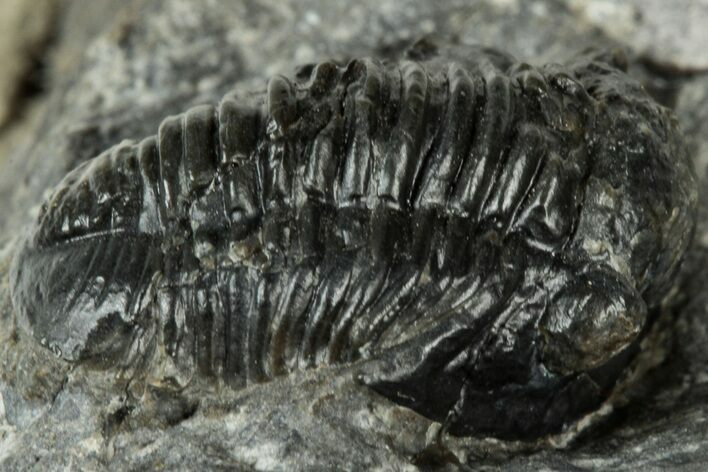 Bargain, Detailed Gerastos Trilobite Fossil - Morocco #311244